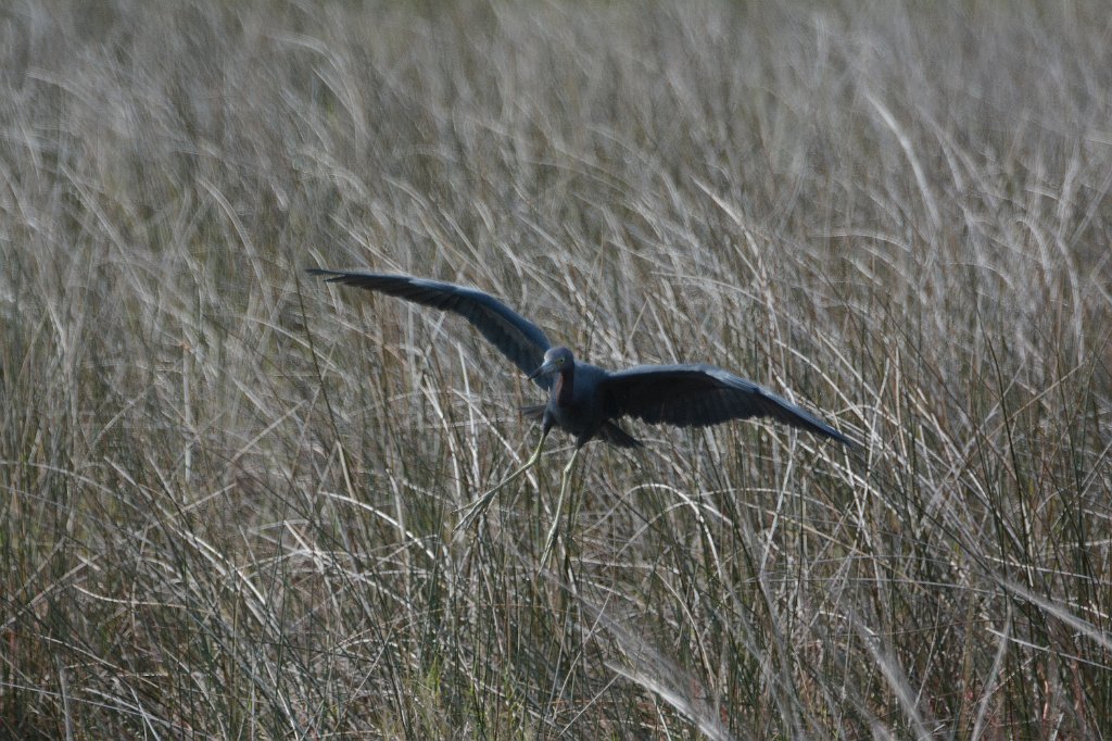 Heron, Little Blue, 2015-01098500 Merritt Island NWR, FL.JPG - Little Blue Heron. Merritt Island National Wildlife Refuge, MA, 1-9-2015